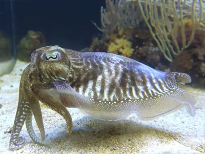 墨魚(yú)自蔽的故事 自作聰明的墨魚(yú)