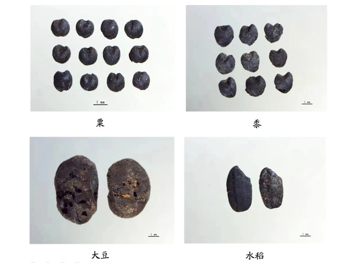 運城稷山東渠遺址出土的農作物炭化種子 